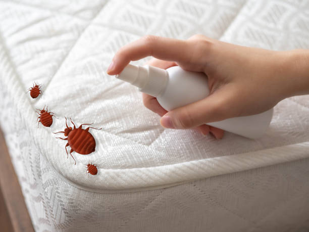 Best Pest Control Near Me in Sullivan, IL
