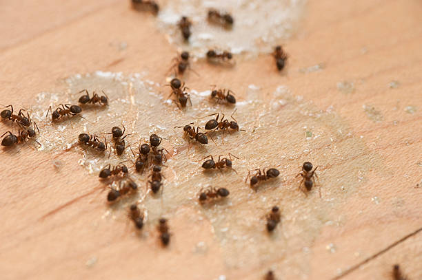 Best Insect Control  in Sullivan, IL